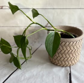 Pothos (house plant) item