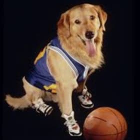 2 Ticket to Toronto Raptors vs Detroit Pistons item