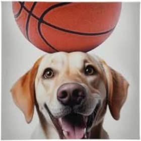 Tickets: Raptors vs Hornets item