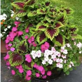 14" Shade Planter item