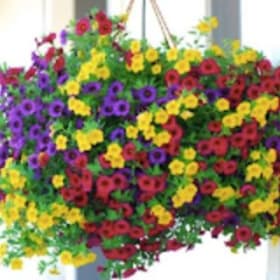 10" Mixed Calibrachoa Hanging Basket item