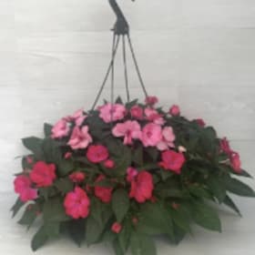 10" Mixed New Guinea Impatiens Hanging Basket item
