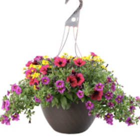 12" Mixed Petunia Hanging Basket item