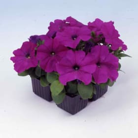 Petunia Flats - Violet (36 per flat) item