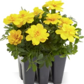 Marigold Flats - Yellow (36 per flat) item