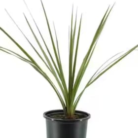 4" Pot Grass Spike (each) item