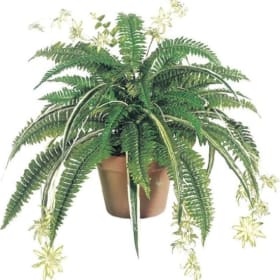 Fern/Spider Plant Mixed Basket item