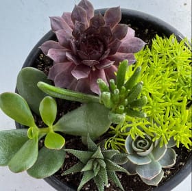 8" Succulent Bowl (6 plants per bowl) item