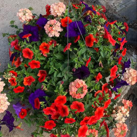 10" Hanging Basket Combination item