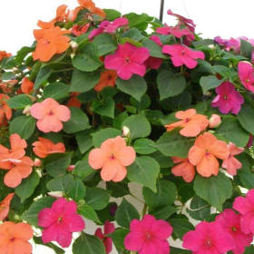 10" Hanging Basket Impatiens item