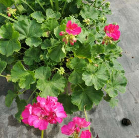 12" Geranium Porch Planter item