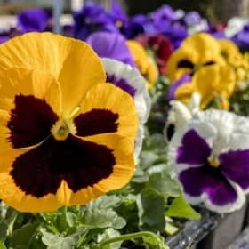 10" Pansy Bowl item