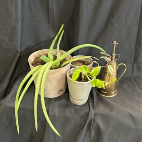 Lot #169 Houseplant Trio! By the Waggener family, Value $45 item