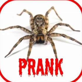 Spider Surprise item