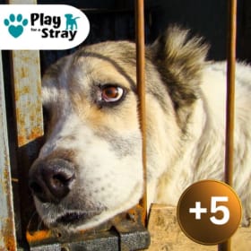 +5 Dog Rescue Tokens item