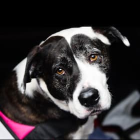 📸 PET PORTRAIT – Capture the Perfect Moment! 🐾 item