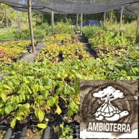 #188 - Deciduous tree plants item