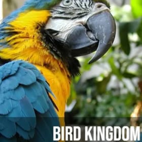 "Family of 4" Pass to Bird Kingdom item