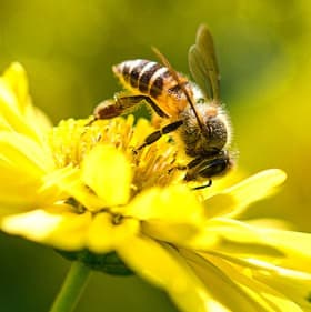 Pete's Bees Honey + Candles - $70 3kg #3 item