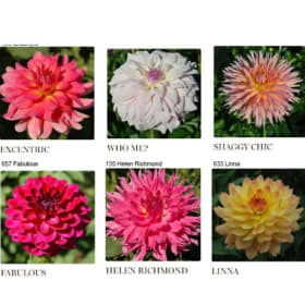 Custom Grown Dahlia Tubers & Gladiola Corns item