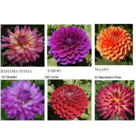 Custom Grown Dahlia Tubers & Gladiola Corns item