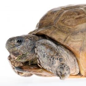 Museum of Natural History - Annual Family Pass item