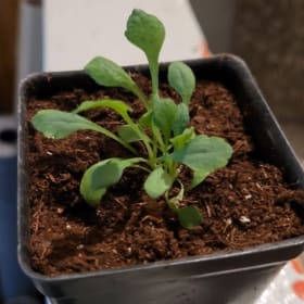 Plant de pavot rose item