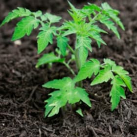 Plant de tomates Choix de Patio Hydride 🍅 item