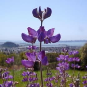 2-Hour Workshop (for 2 people): Learn How to Use Herbs item