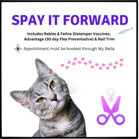 “Spay It Forward ✂️💉 - Help Control Cat Population!" item