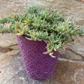 59) Pink Dwarf Carpet of Stars item