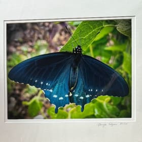 Original Photography by Tanya Edgar item