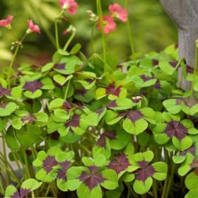 Item A ~ Goodluck Shamrocks, 24 bulbs item