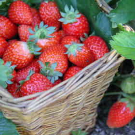 Item B ~ Everbearing (Day-Neutral) Strawberries,  8 bareroot item