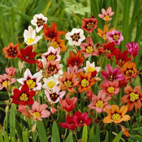 Item C ~ Harlequin Flowers, 12 bulbs item