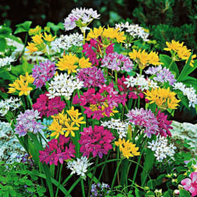 Item D ~ Spring Allium Mix, 24 bulbs item