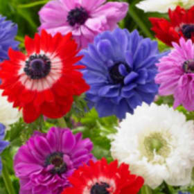 Item E ~ Anemone St. Brigid, 10 bulbs item