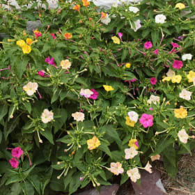 Item F ~ Four O'Clock Mix, 3 bulbs item