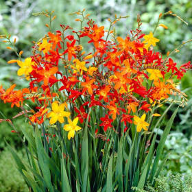 Item H ~ Crocosmia Mix, 10 bulbs item