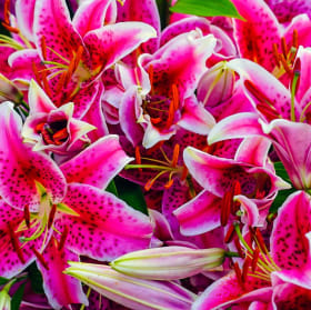 Item I ~ Stargazer Lilies, 2 bulbs item