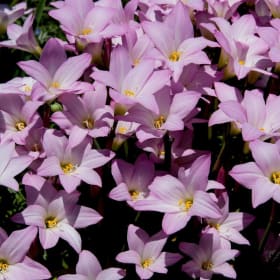 Item J ~ Pink Rain Lilies,  10 bulbs item