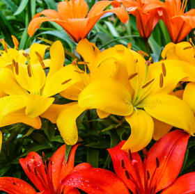 Item L ~ Elf Lilies Mix, 2 bulbs item