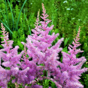 Item N ~ Lavender Astilbe, 1 bulb item
