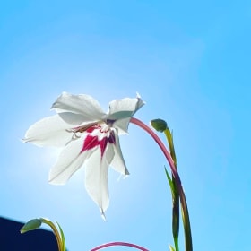 Item P ~ Peacock Orchids, 18 bulbs item