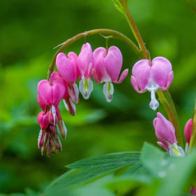 Item R ~ Bleeding Hearts, 1 bulb item