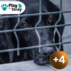 +4 Dog Rescue Tokens item