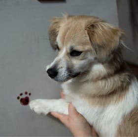 Nose Art Painting for Pups item