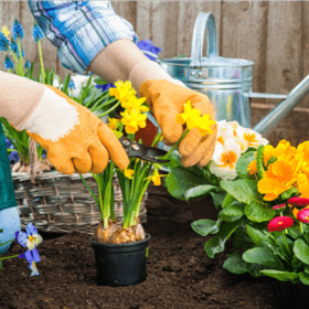 Expert Gardening Consultation item