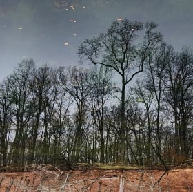 Duck River Reflections #1 item