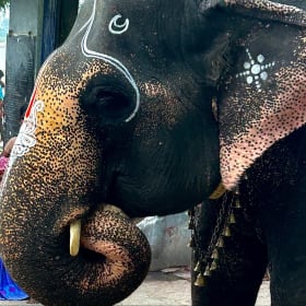 Elephant by Linda Kane item